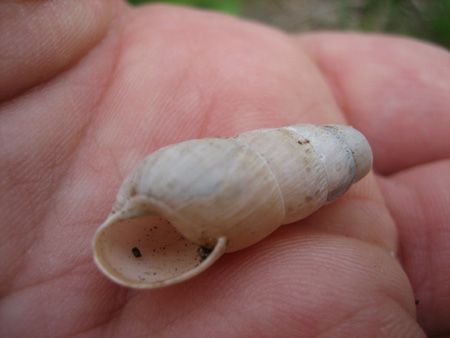 decollate_snail_shell decollate_snail_shell