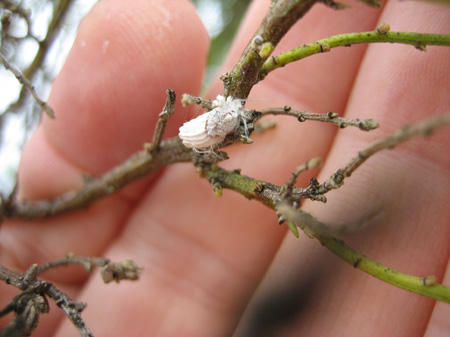 scale_insect_wide scale_insect_wide
