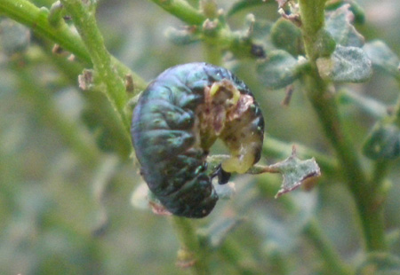 green_larva_prolegs green_larva_prolegs